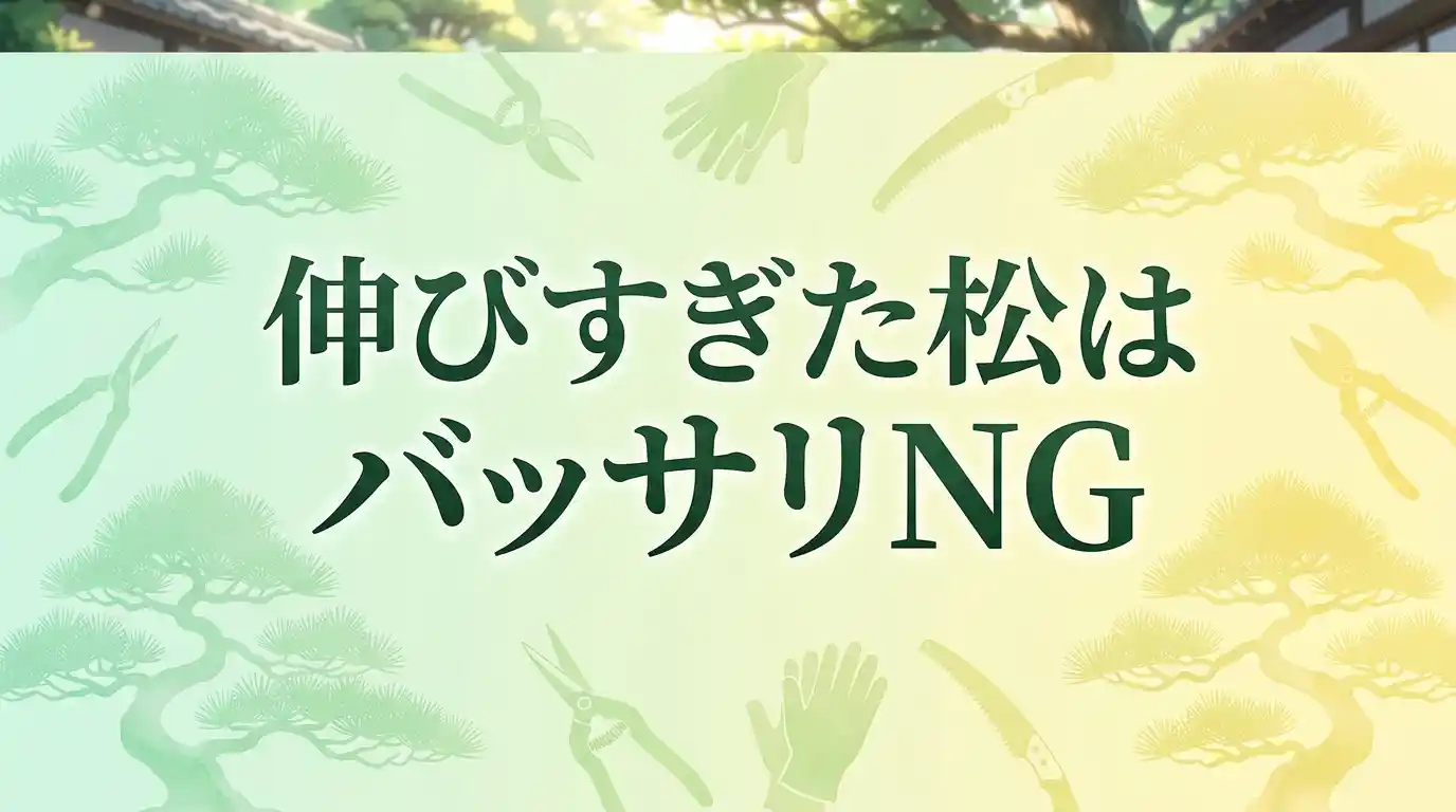 伸びすぎた松はバッサリより段階剪定！高い松は業者が